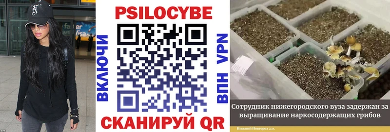 продажа наркотиков Пойковский Псилоцибиновые грибы Magic Shrooms